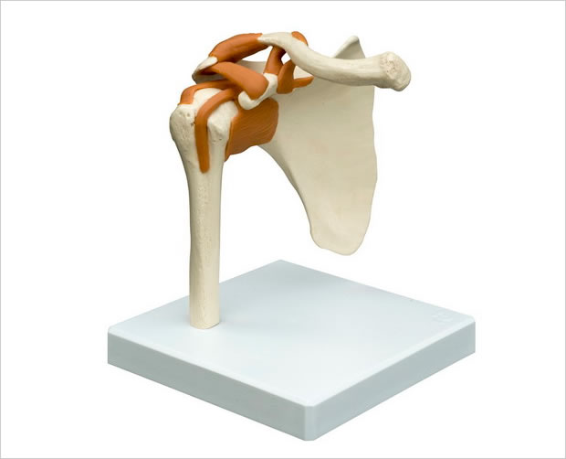 骨格模型 | 接骨院の開業、微弱電流治療器のパイオニア 『サンメディカル』